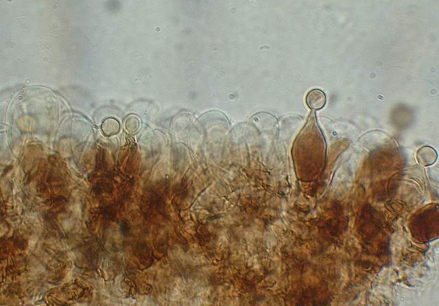 Conocybe horakii      Watling & G.M. Taylor